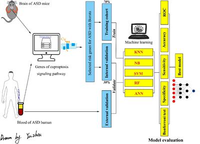 Why not try to predict autism spectrum disorder with crucial biomarkers in cuproptosis signaling pathway?